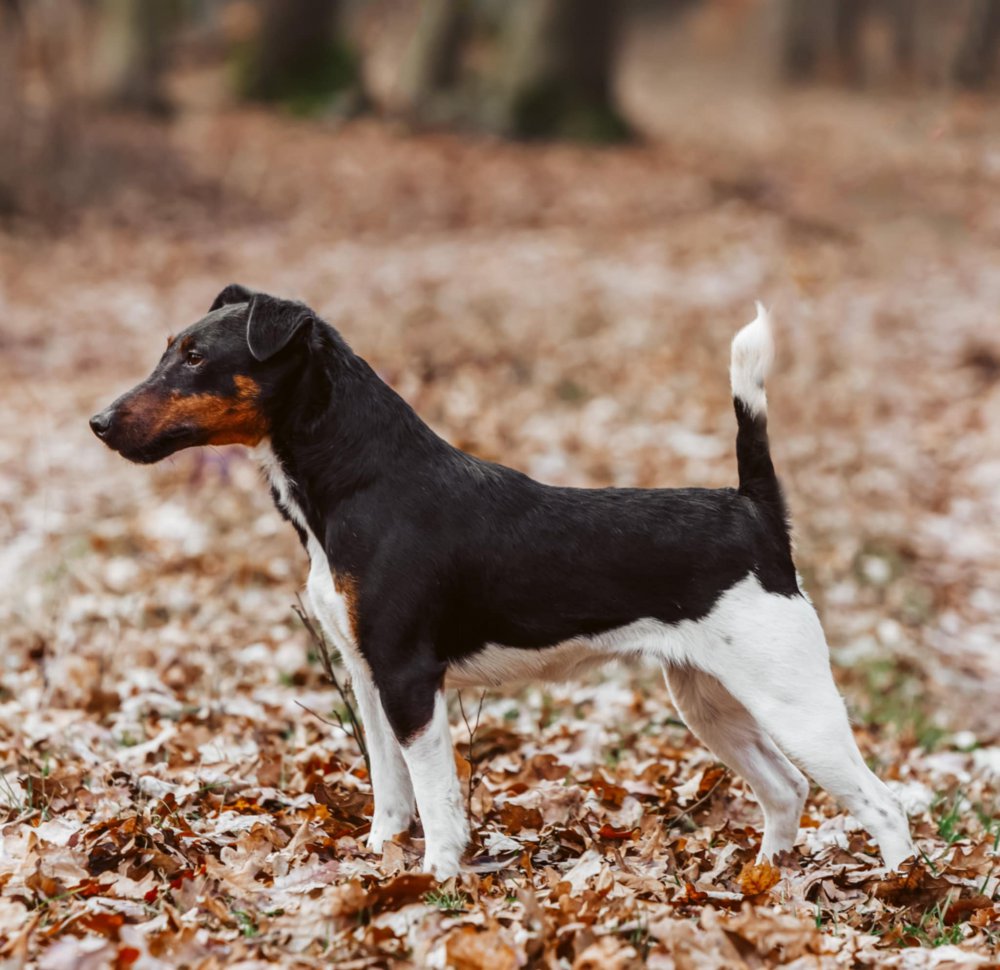 Princess Pici Pink Terror